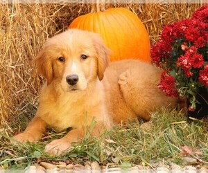 Golden Retriever Puppy for Sale in JONES, Michigan USA