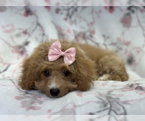 Medium Photo #5 Bichpoo Puppy For Sale in LAKELAND, FL, USA