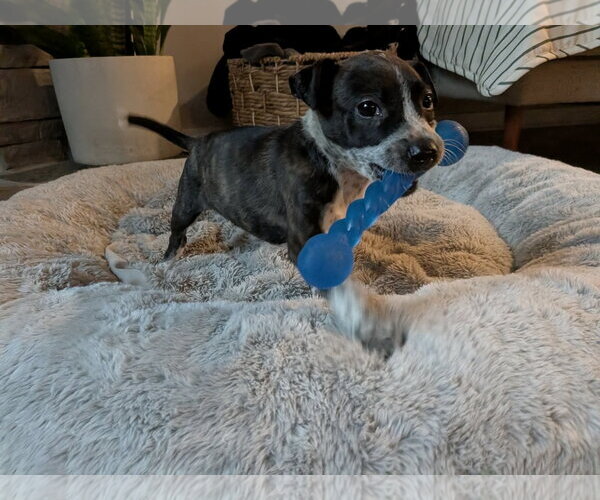 Medium Photo #4 Mutt Puppy For Sale in Kannapolis, NC, USA
