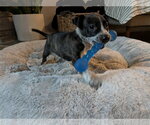 Small #3 Mutt