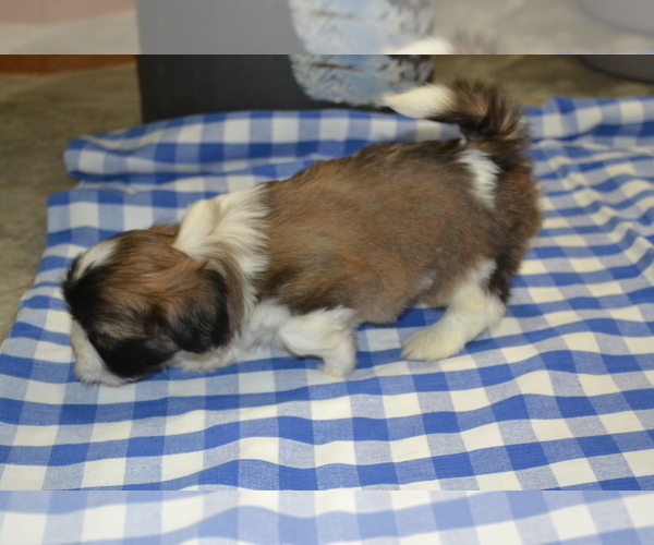 Medium Photo #4 Shih Tzu-Zuchon Mix Puppy For Sale in GREENWOOD, WI, USA