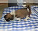 Small #3 Shih Tzu-Zuchon Mix