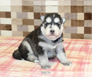 Pomsky Puppy for sale in DENVER, PA, USA