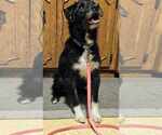 Small #3 Mutt