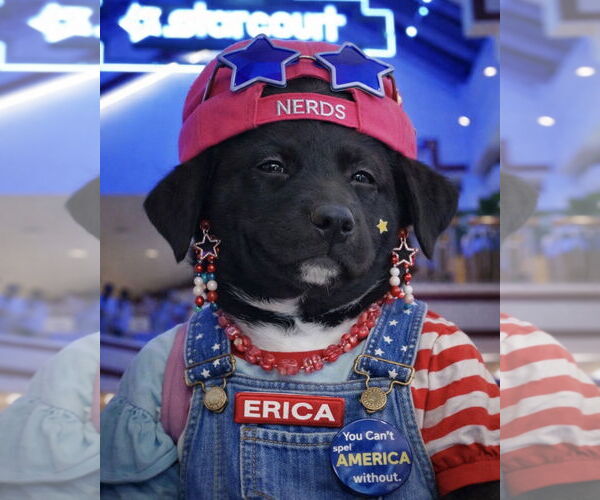 Medium Photo #9 Scottish Collisky Puppy For Sale in Littleton, CO, USA