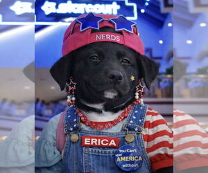 Erica - Female Scottish Collisky Dog for Adoption - Photo #9