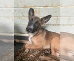 Small German Shepherd Dog