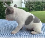 Small #3 French Bulldog