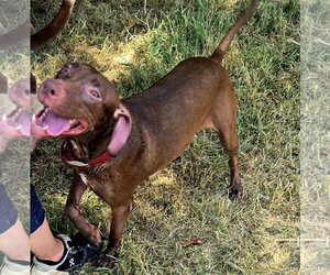 Labrador Retriever-Unknown Mix Dogs for adoption in Jackson, MS, USA