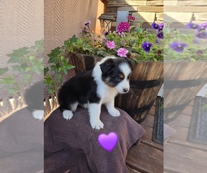 Medium Australian Shepherd