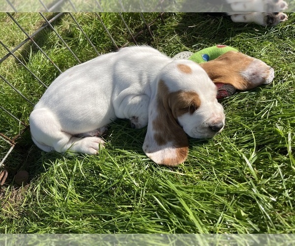 Medium Photo #4 Basset Hound Puppy For Sale in TOLLAND, CT, USA