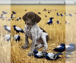 German Shorthaired Pointer Puppy for sale in CHILLICOTHE, OH, USA