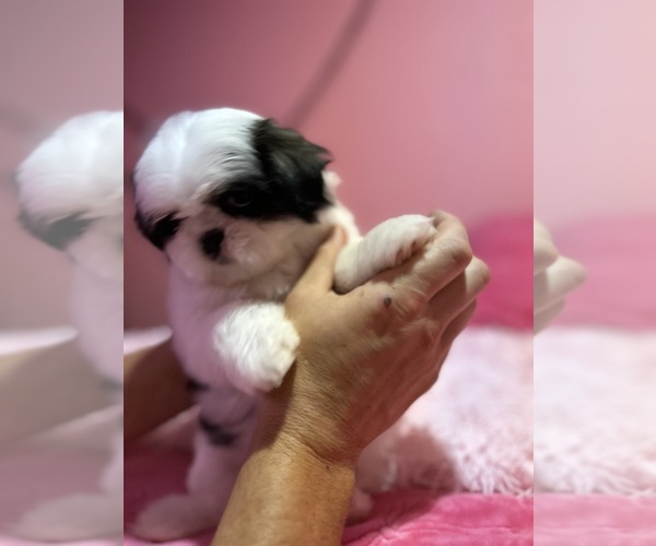 Medium Photo #3 Shih Tzu Puppy For Sale in VENETA, OR, USA