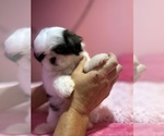 Small #2 Shih Tzu