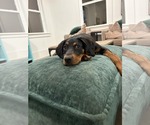 Small #1 Mutt