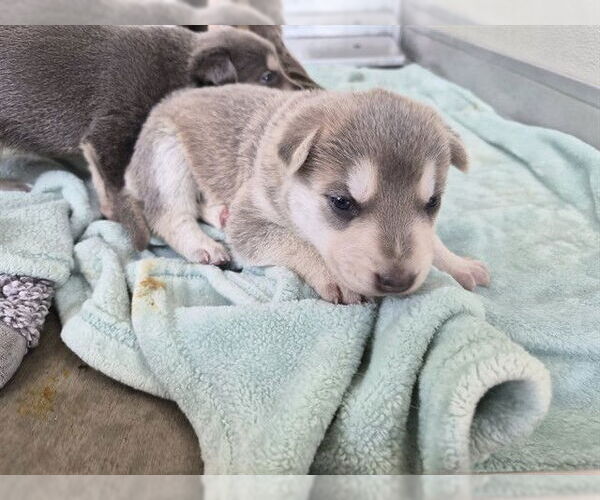 Medium Photo #1 German Shepherd Dog-Unknown Mix Puppy For Sale in Corona, CA, USA