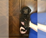 Small #2 Poodle (Standard)