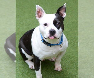 American Bulldog-Unknown Mix Dogs for adoption in Petaluma, CA, USA