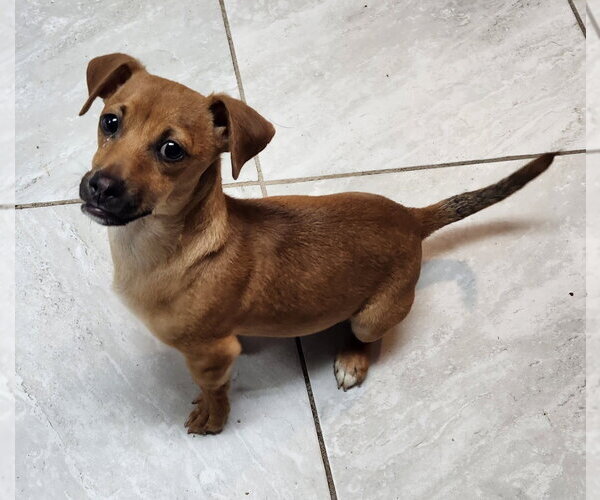 Medium Photo #2 Dachshund Puppy For Sale in Walnutport, PA, USA