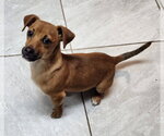 Small #1 Dachshund