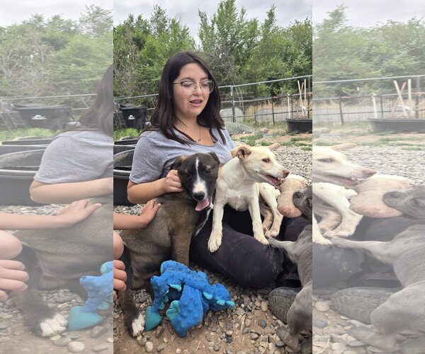 Medium Photo #12 Whijack Puppy For Sale in Peralta, NM, USA