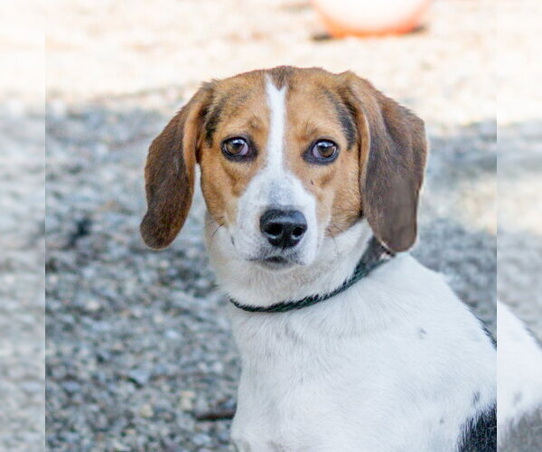 Medium Photo #2 Mutt Puppy For Sale in Hilton Head, SC, USA
