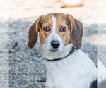 Small #1 Mutt