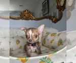 Small #3 Chihuahua