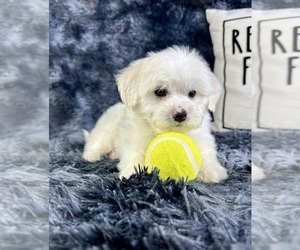 Maltipoo Puppy for sale in GREENFIELD, IN, USA