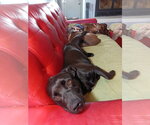 Small #5 Dachsador
