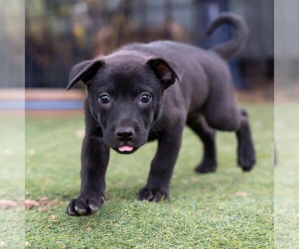 Medium Photo #3 Labrador Retriever-Unknown Mix Puppy For Sale in San Diego, CA, USA