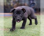 Small #2 Labrador Retriever Mix