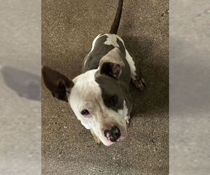 Mutt Dogs for adoption in San Bernardino, CA, USA