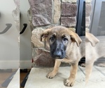 Small Photo #8 German Shepherd Dog Puppy For Sale in MOORESVILLE, NC, USA