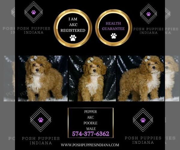 Medium Photo #2 Poodle (Toy) Puppy For Sale in WARSAW, IN, USA