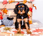 Small #4 Cavalier King Charles Spaniel