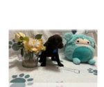 Image preview for Ad Listing. Nickname: River