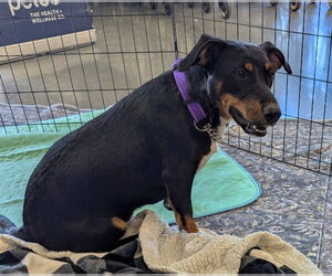 Winniewinkle - Female Dachshund-Unknown Mix Dog for Adoption - Photo #4