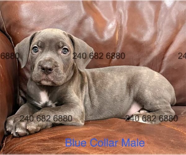 Medium Photo #3 Cane Corso Puppy For Sale in LA PLATA, MD, USA