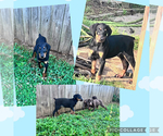 Small #11 Doberman Pinscher