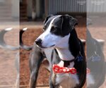 Small #5 Border Collie-Whippet Mix