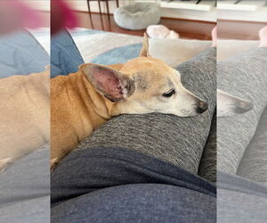 Chihuahua Dogs for adoption in Rosenberg, TX, USA