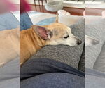 Small Chihuahua