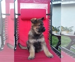 Small Photo #2 German Shepherd Dog Puppy For Sale in N HIGHLANDS, CA, USA