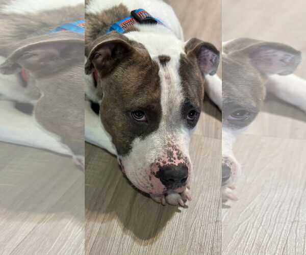 Medium Photo #2 American Pit Bull Terrier-American Staffordshire Terrier Mix Puppy For Sale in Atlanta, GA, USA