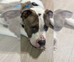 Small #1 American Pit Bull Terrier-American Staffordshire Terrier Mix