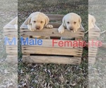 Small Labrador Retriever