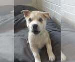 Small #1 Siberian Husky Mix
