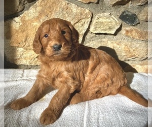 Goldendoodle Puppy for sale in CHATHAM, PA, USA