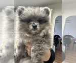 Small #1 Pomeranian